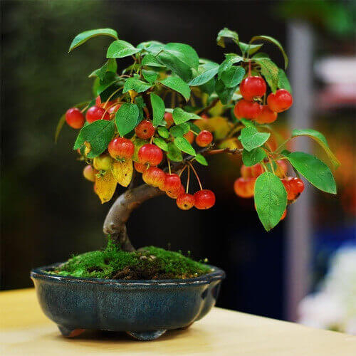 cay canh bonsai Tiepthigiadinh H5