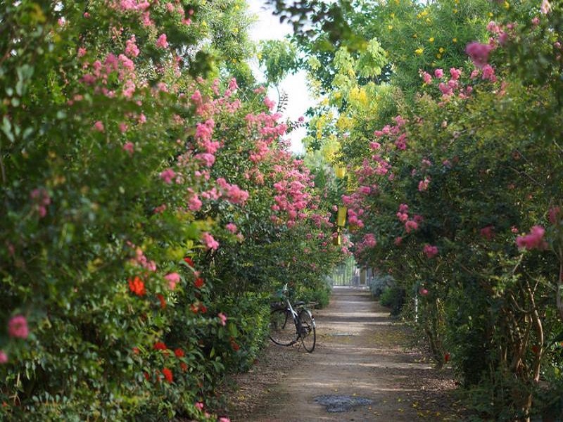 Dịch vụ tư vấn thiết lập cảnh quan, nghệ thuật bonsai và non bộ tại công viên thực vật cảnh Việt Nam 