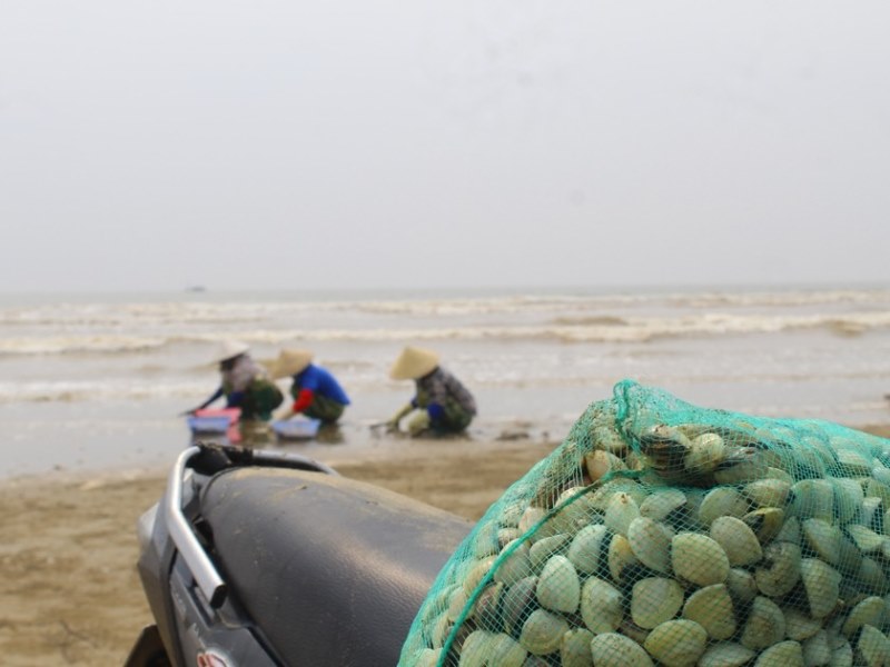 Tìm hiểu về nghề cào ngao