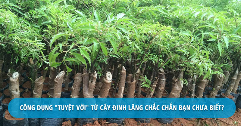 Công dụng tuyệt vời của cây đinh lăng (Ảnh: sưu tầm)