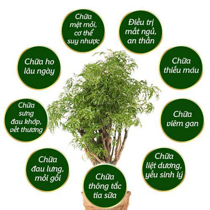 Tác dụng của cây đinh lăng – bào chế bài thuốc chữa bệnh hiệu quả (Ảnh: sưu tầm)