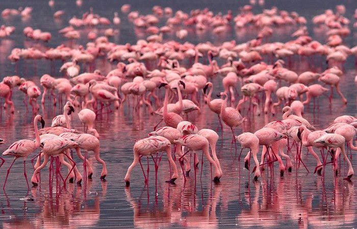 Flamingos-in-Lake-Nakuru-National-Park-700x450-1