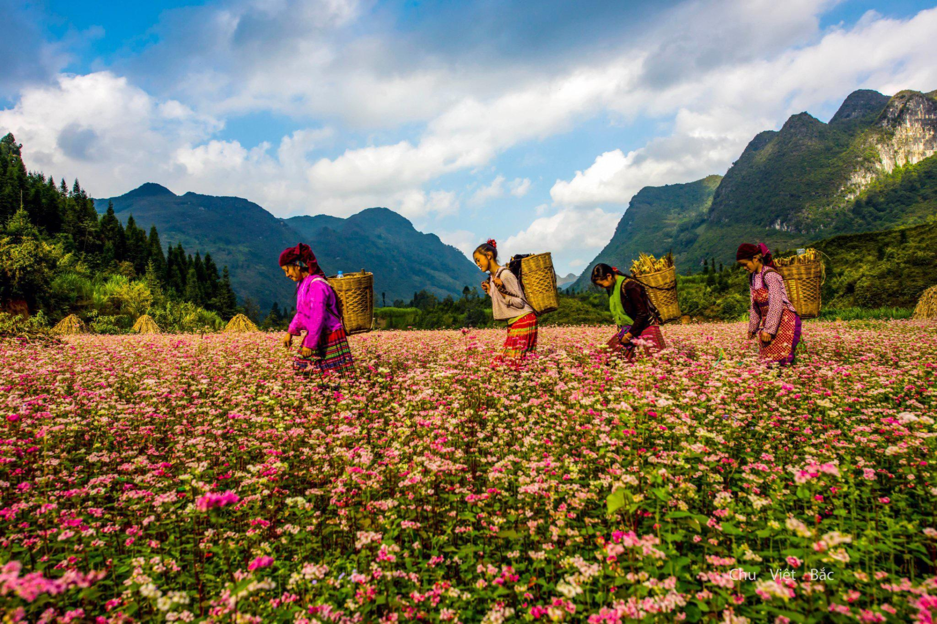 2. Đến Hà Giang đắm chìm trong cảnh sắc “tình bể bình”