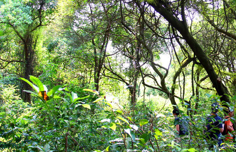 Nhung-dieu-thu-vi-ban-khong-nen-bo-lo-o-dao-co-to-quang-ninh-5