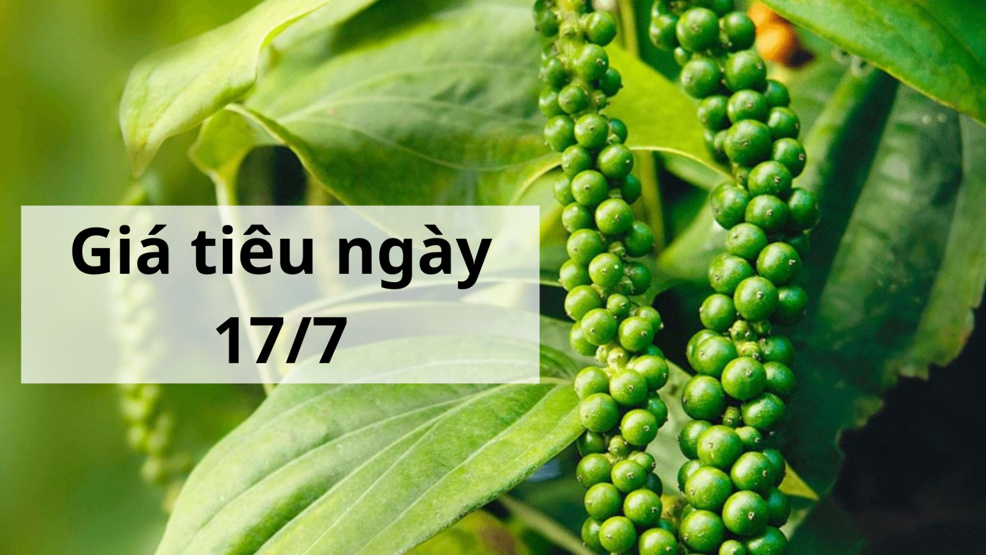 Giá tiêu hôm nay ngày 1605 (12)