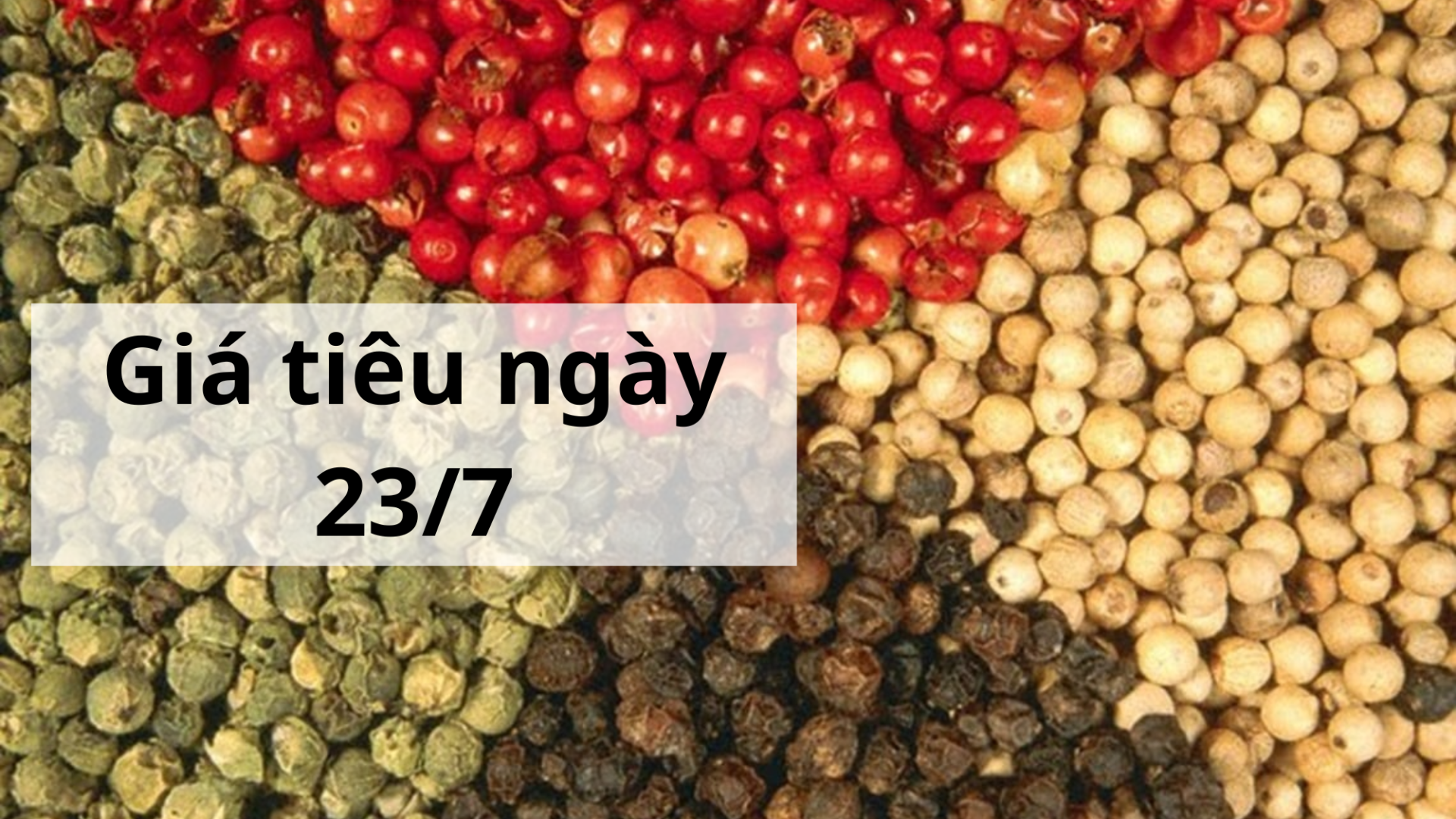 Giá tiêu hôm nay ngày 1605 (17)