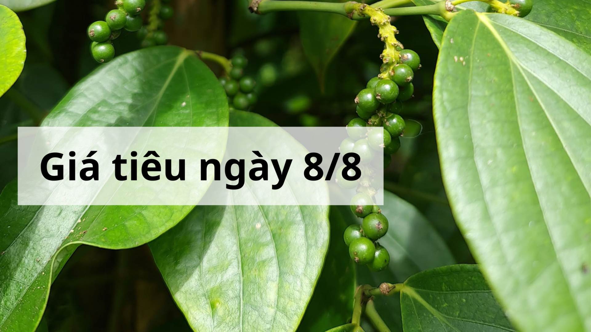 Giá tiêu hôm nay ngày 1605 (4)