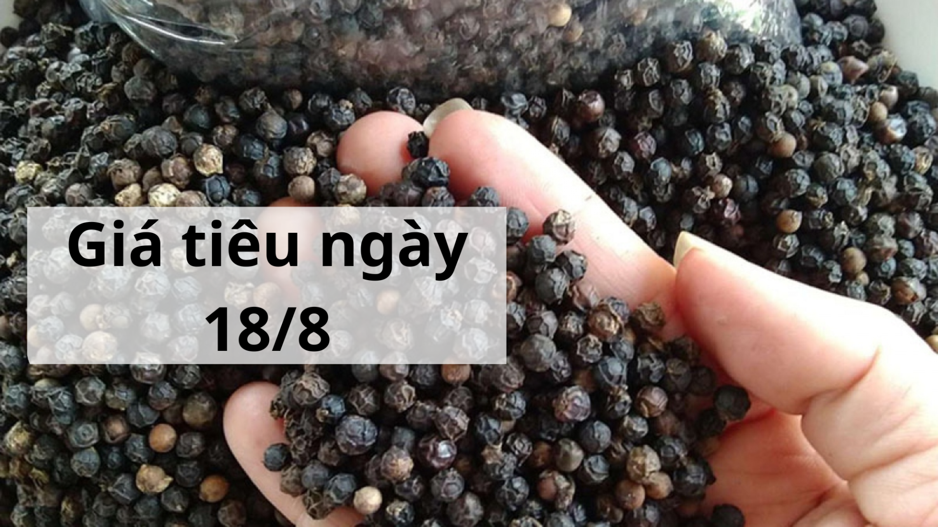 Giá tiêu hôm nay ngày 1605 (8)