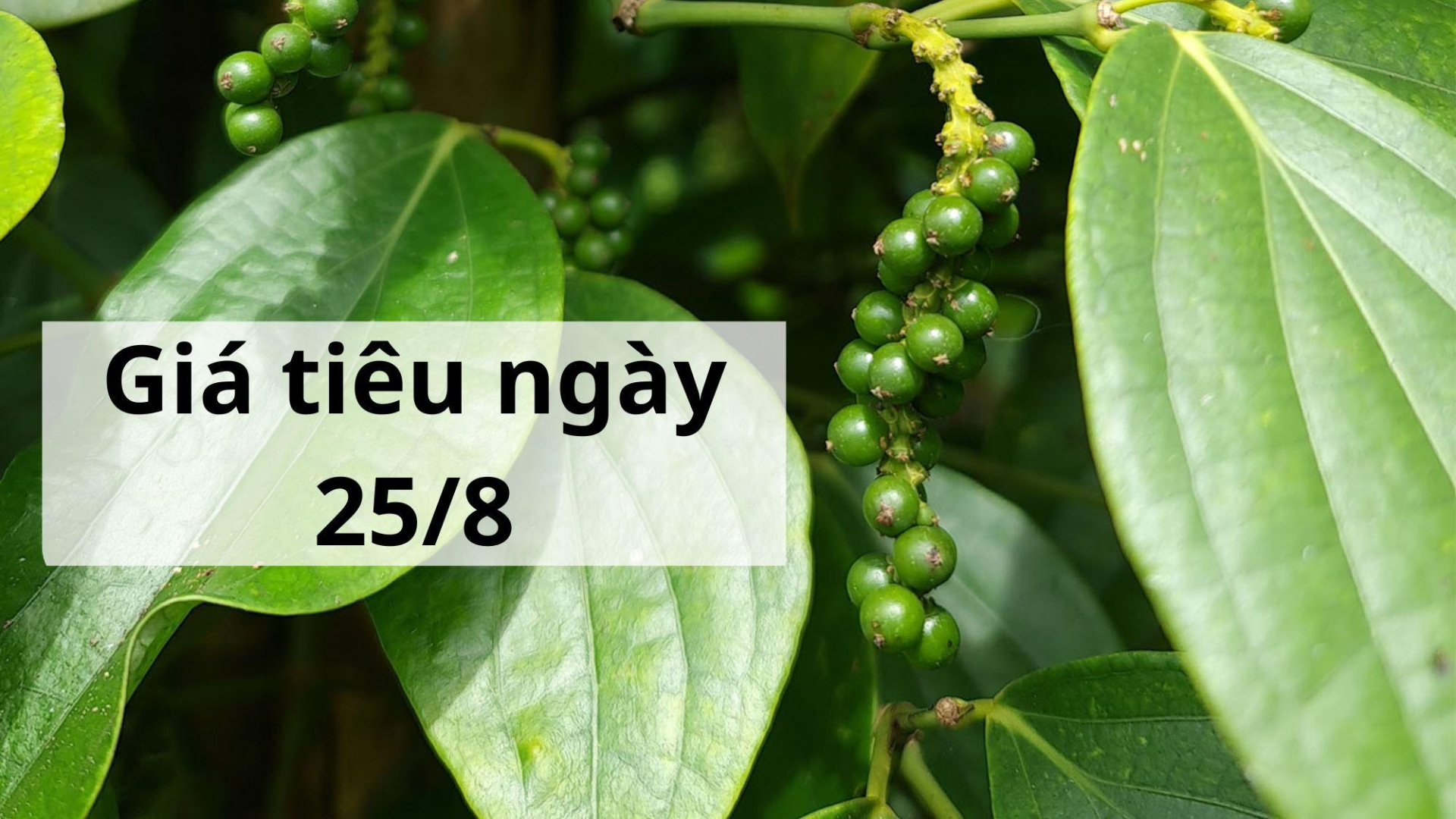 Giá tiêu hôm nay ngày 1605 (14)