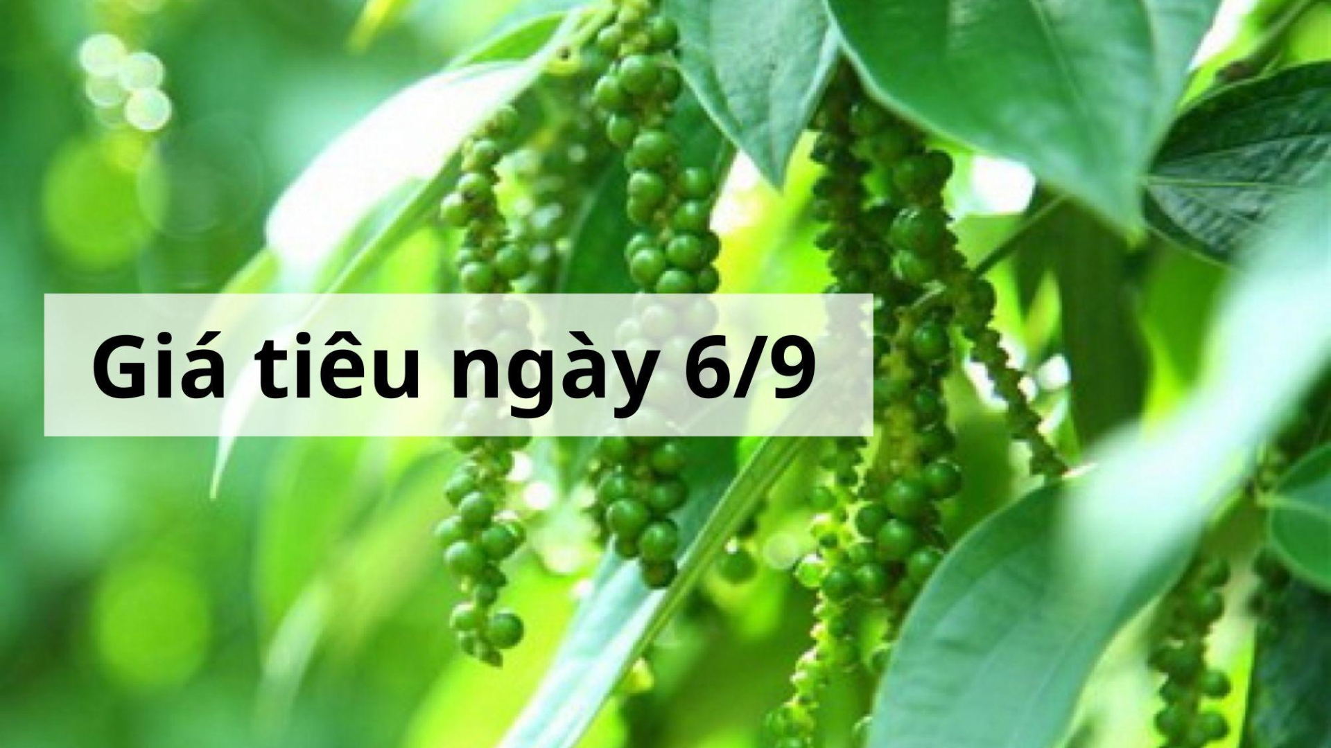 Giá tiêu hôm nay ngày 1605 (8)