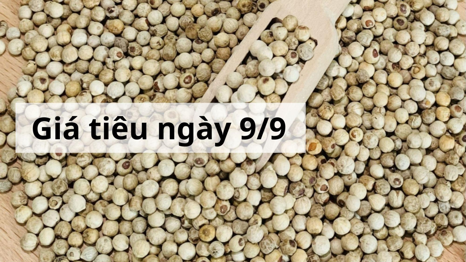 Giá tiêu hôm nay ngày 1605 (5)