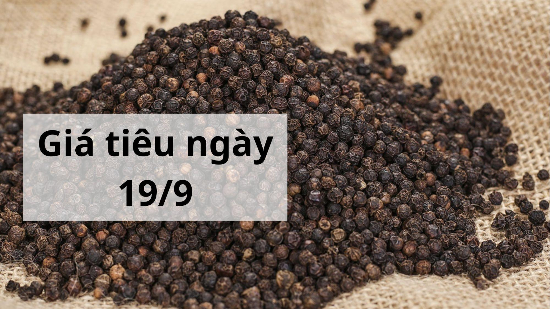 Giá tiêu hôm nay ngày 1605 (4)