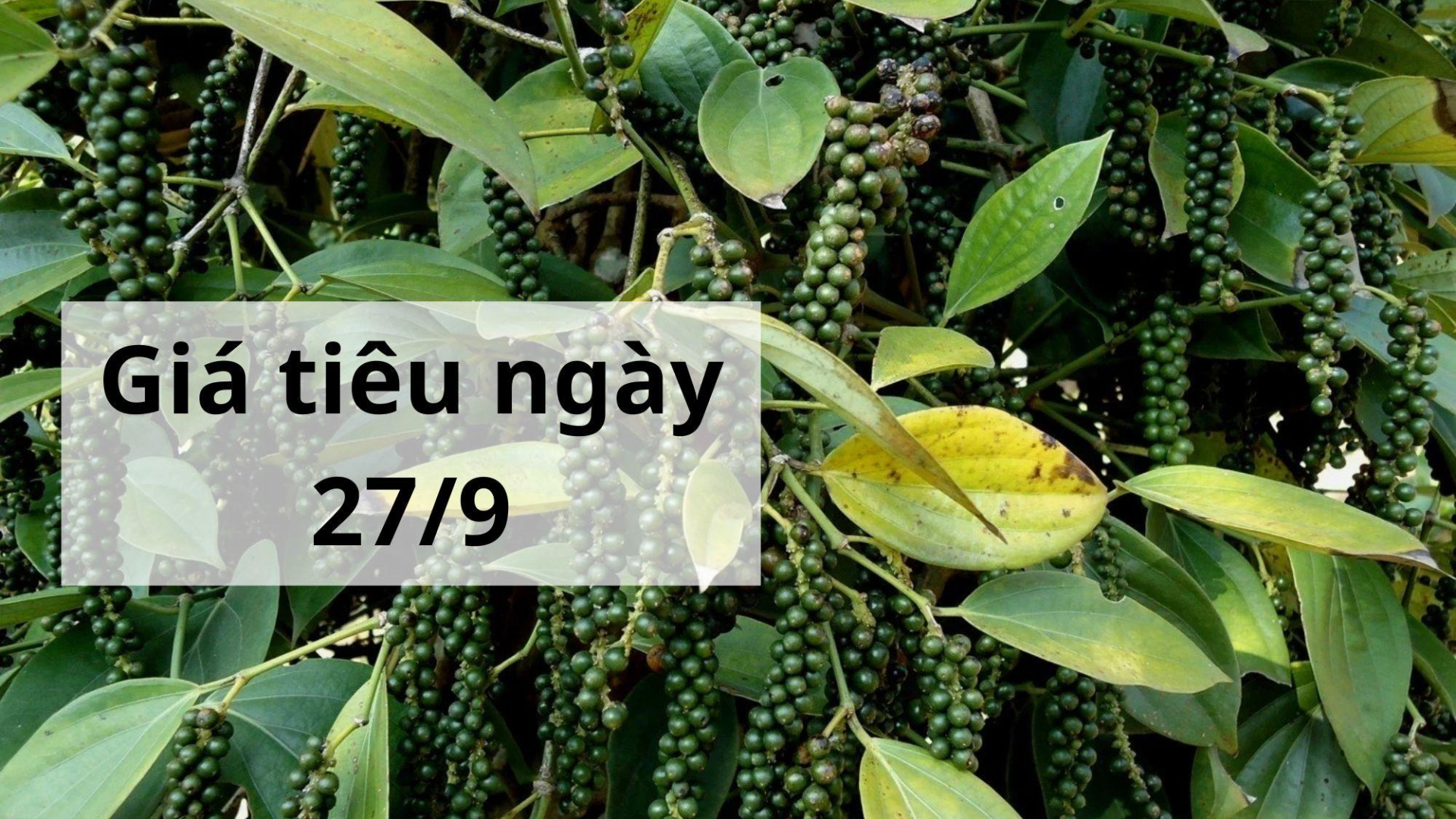 Giá tiêu hôm nay ngày 1605 (1)