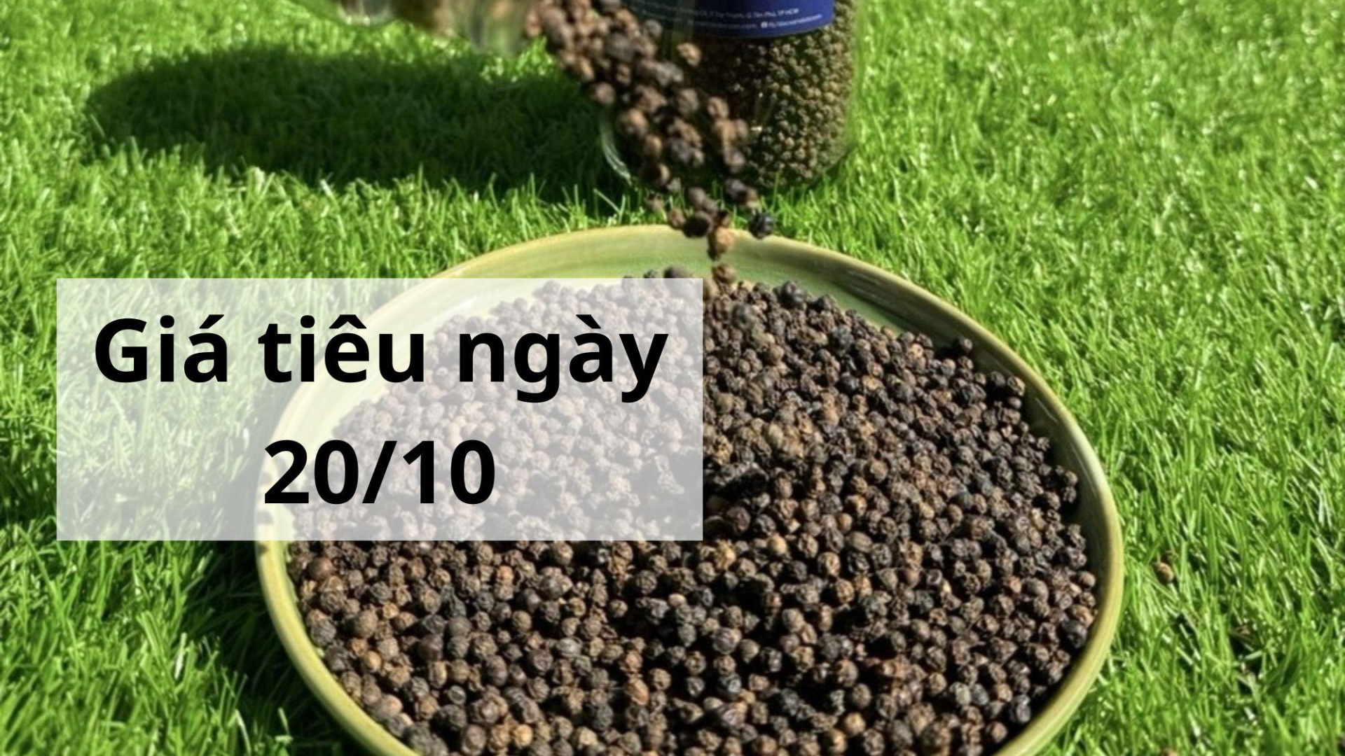 Giá tiêu hôm nay ngày 1605