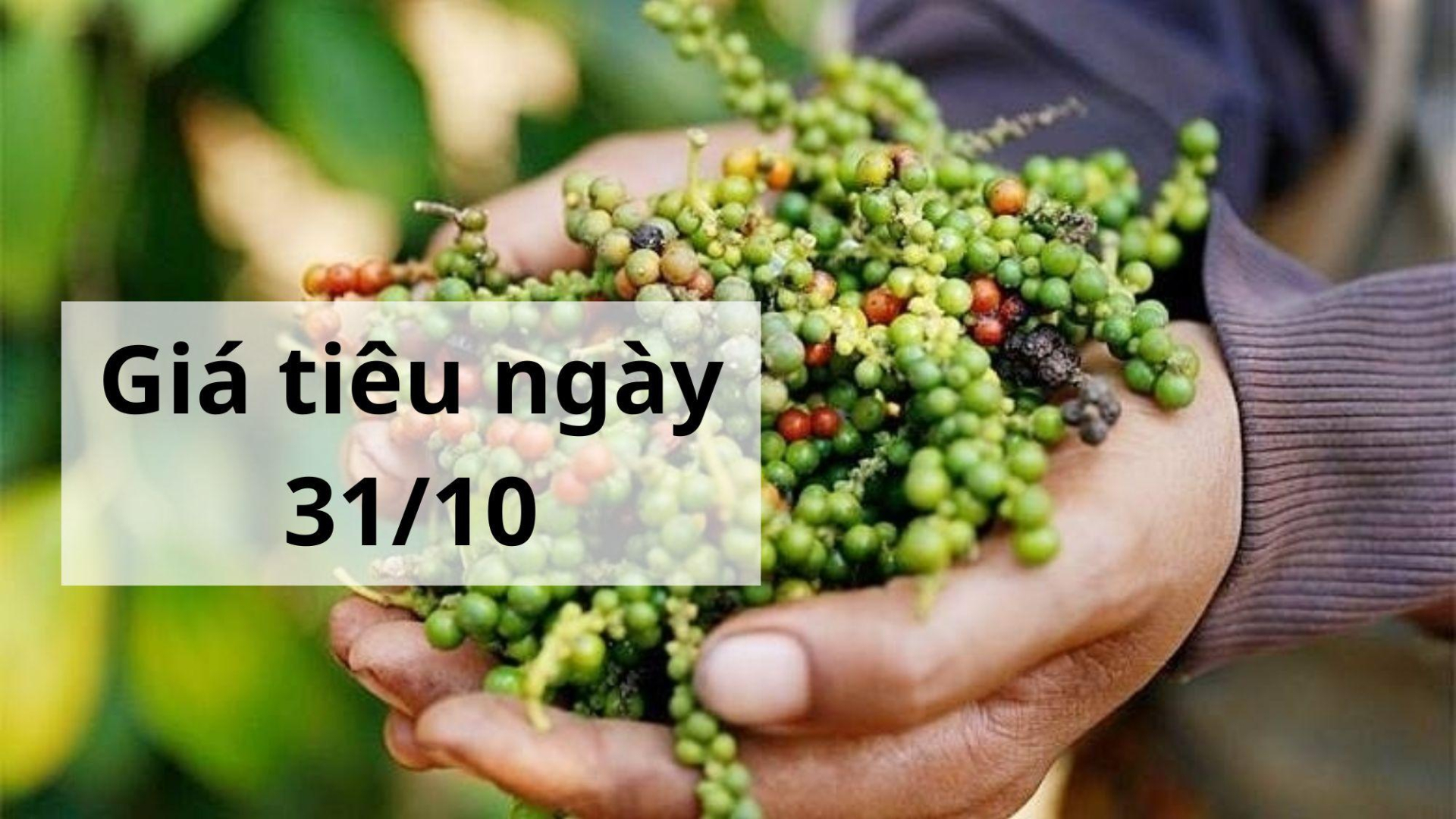 Giá tiêu hôm nay ngày 1605