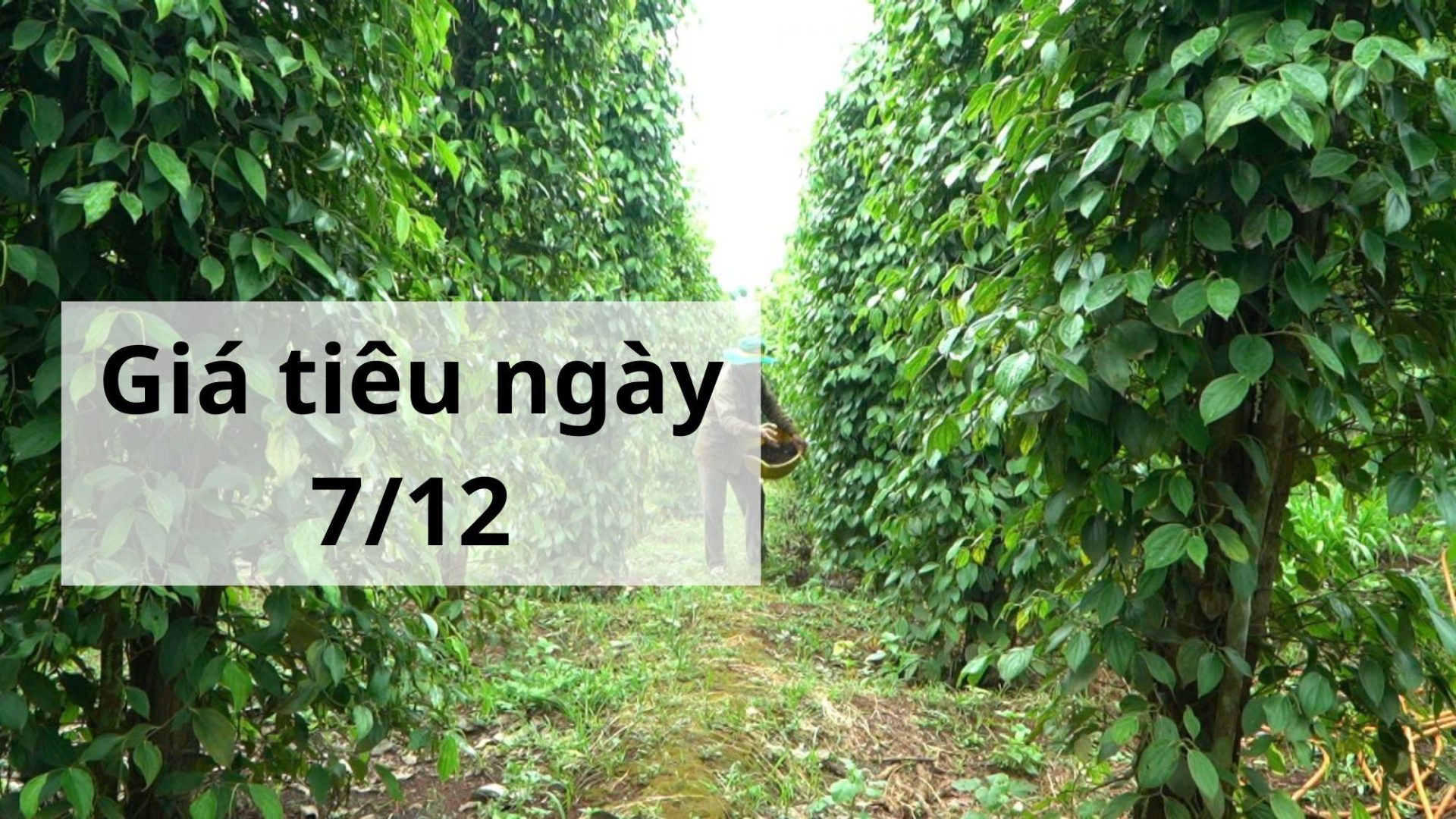 Giá tiêu hôm nay ngày 1605 (1)