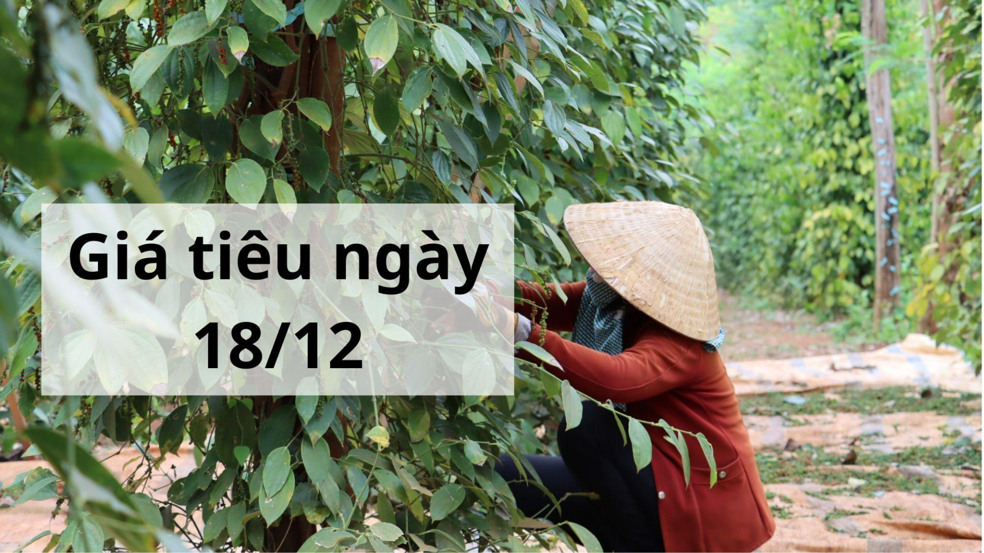 Giá tiêu hôm nay ngày 1605 (2)