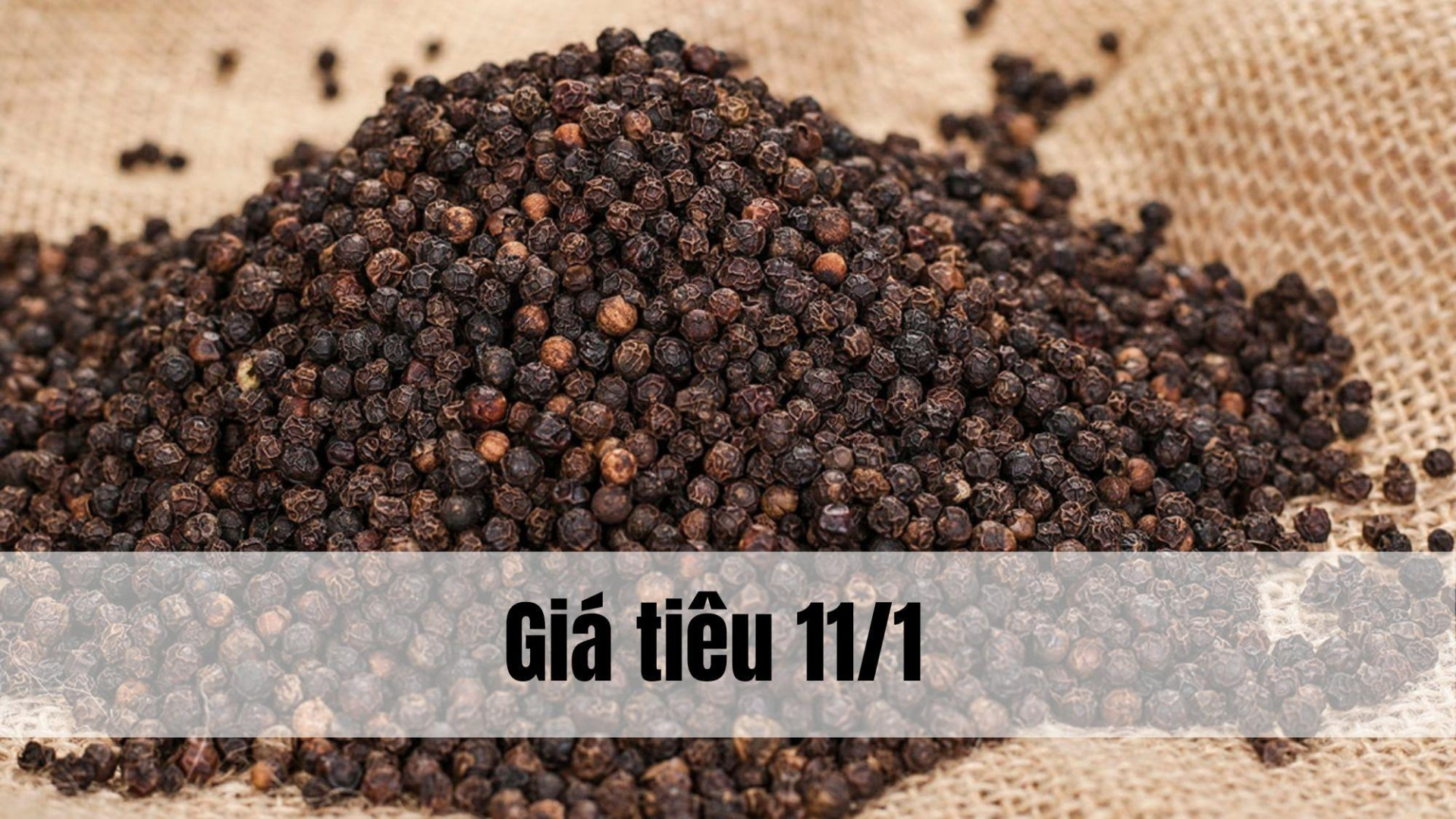 Giá tiêu hôm nay ngày 1605 (3)