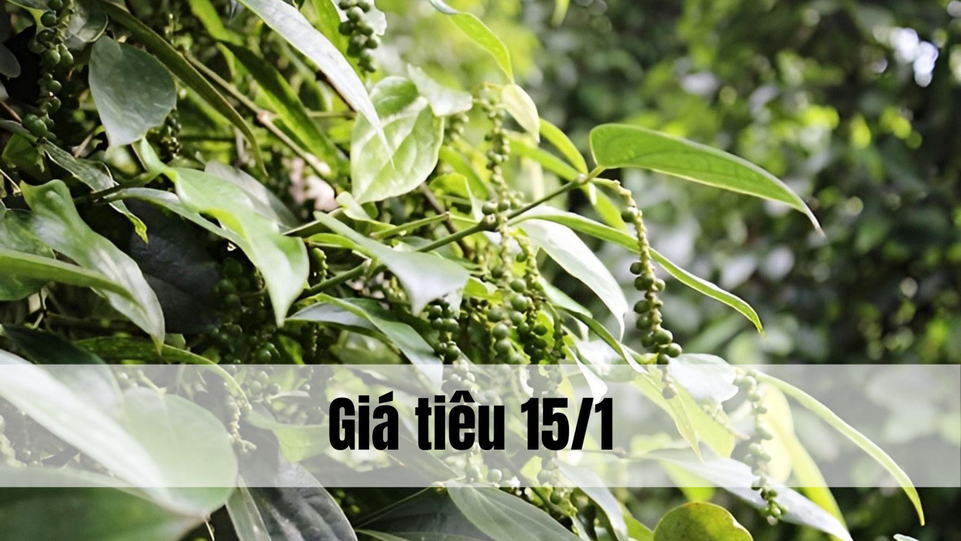 Giá tiêu hôm nay ngày 1605