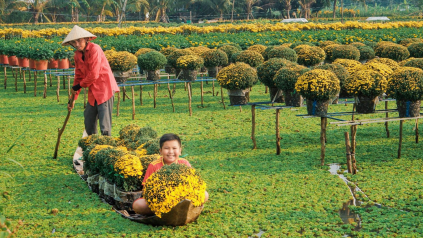 Về miền Tây, ghé 4 làng hoa rực rỡ sắc xuân dịp cận Tết