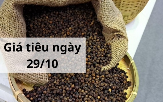 Giá tiêu hôm nay 29/10: Đắk Lắk, Đắk Nông giảm 500 đồng