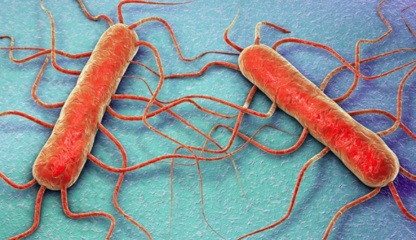 Cẩn thận với vi khuẩn Listeria trong thực phẩm có thể kháng lại thuốc khử trùng