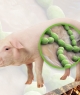 Nhiễm vi khuẩn liên cầu lợn dù không ăn tiết canh